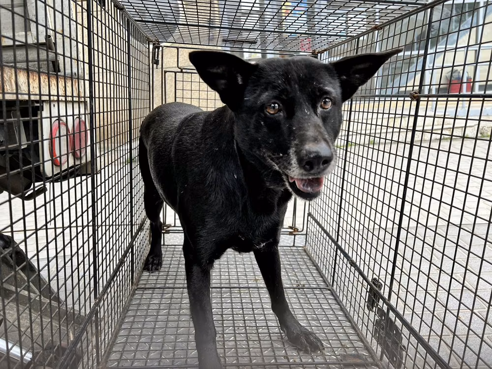 Black adult female mixed-breed dog, Medium, shelter no. …0004
