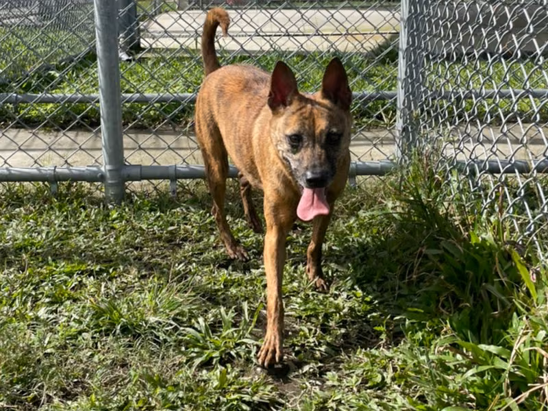 Tabby young female mixed-breed dog, Small, shelter no. …0405