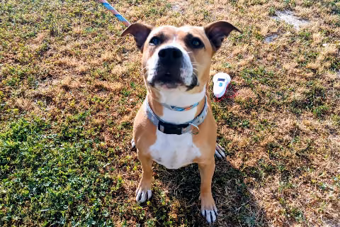 Lasagna, Adult · Female · Mixed breed