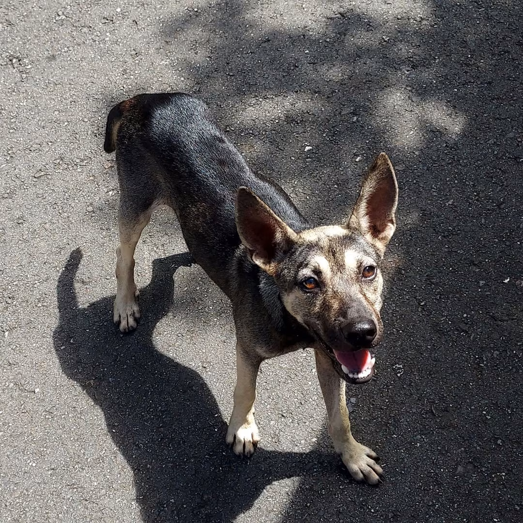Brown-and-white young male mixed-breed dog, Medium, shelter no. …7002