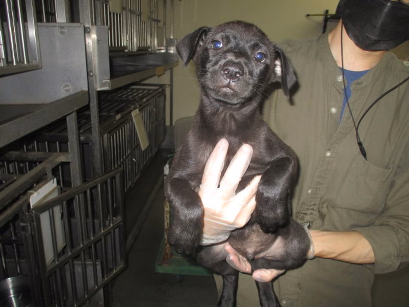 Black young male mixed-breed dog, Small, shelter no. …6003