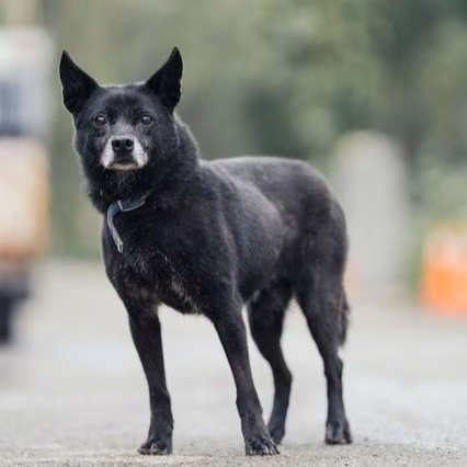 Black adult female mixed-breed dog, Medium, shelter no. …2011