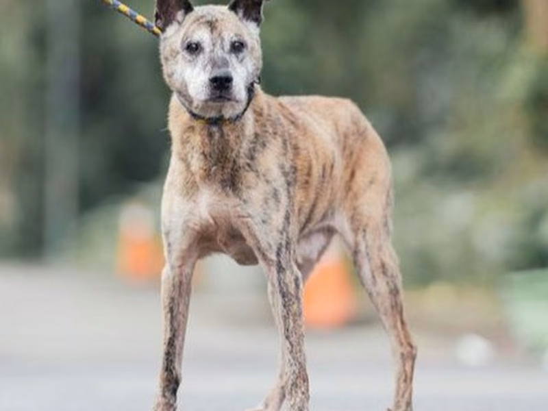 Tabby adult male mixed-breed dog, Medium, shelter no. …9003