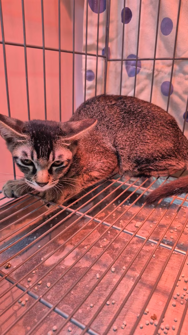 Black tabby young female mixed-breed cat, Small, shelter no. …4004