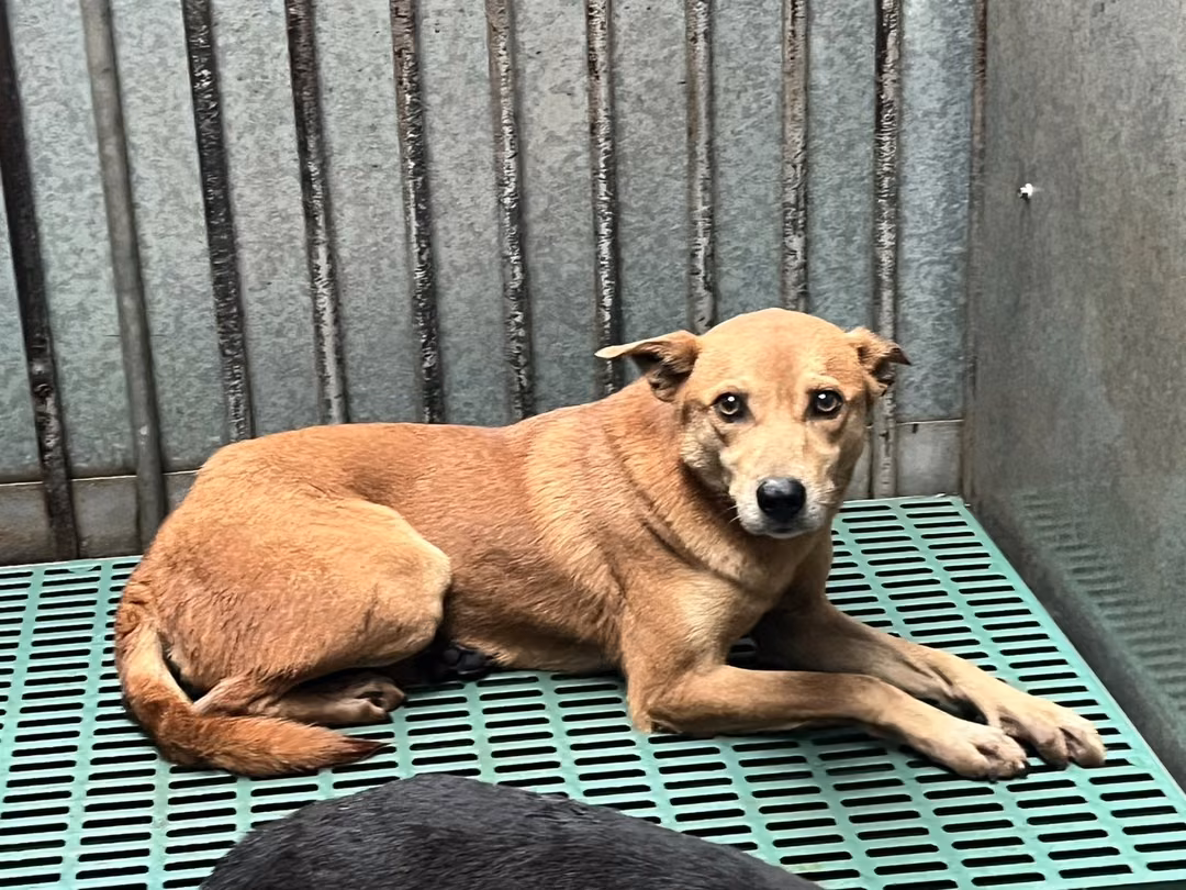 Tan adult female mixed-breed dog, Medium, shelter no. …7008