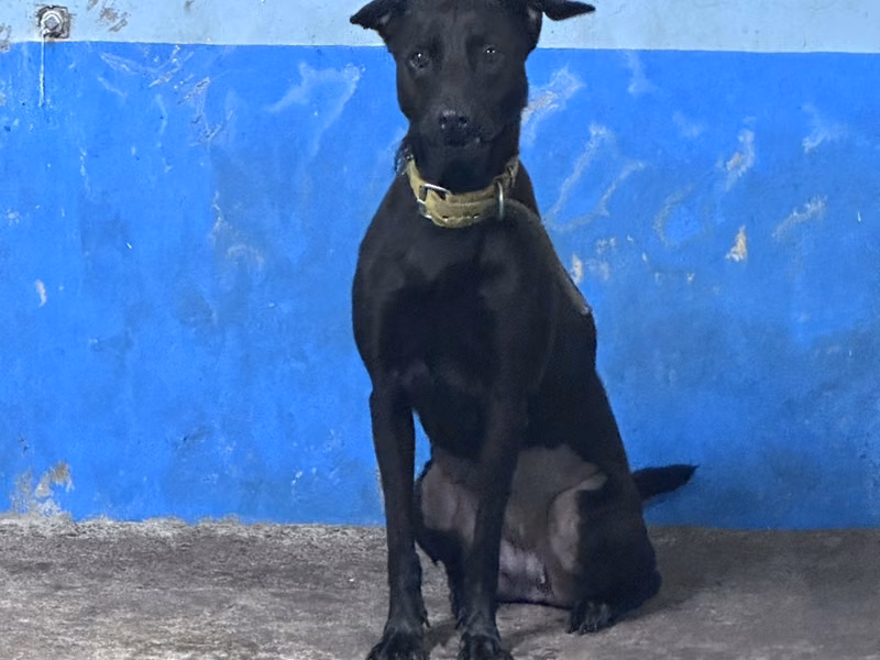 Black adult female mixed-breed dog, Large, shelter no. …9003