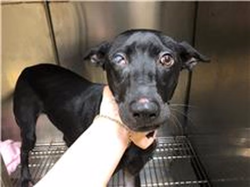 Black young female mixed-breed dog, Medium, shelter no. …0604