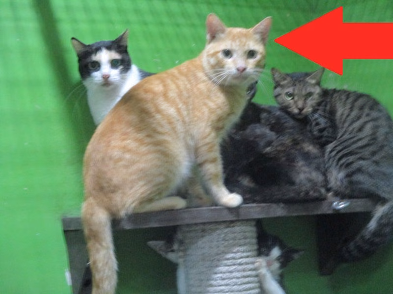 Orange adult male mixed-breed cat, Large, shelter no. …C1-2