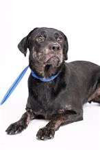 Black adult male mixed-breed dog, Medium, shelter no. …1502