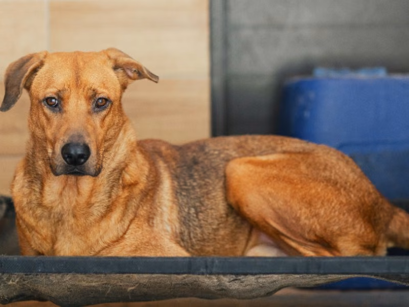 Tan adult male mixed-breed dog, Large, shelter no. …8003