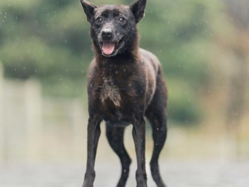 Black adult female mixed-breed dog, Medium, shelter no. …0011