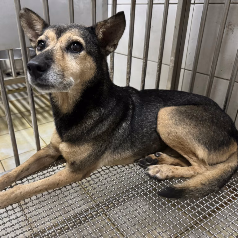 Black-and-tan adult female mixed-breed dog, Medium, shelter no. …1005