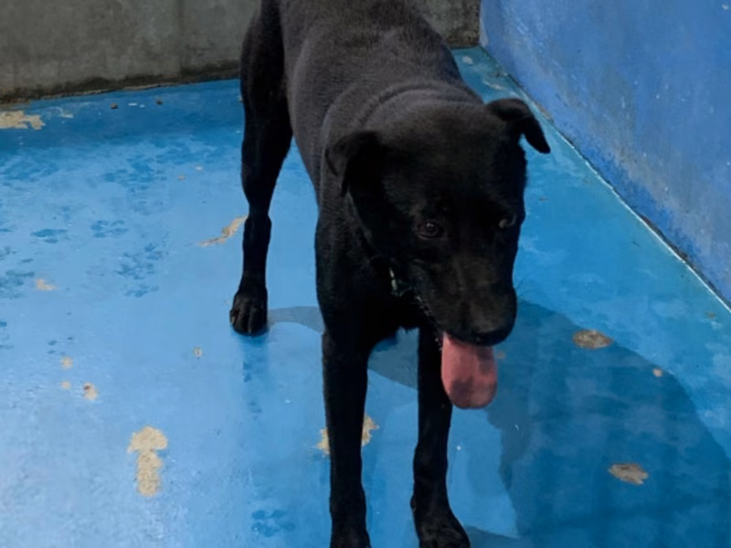 Black adult male mixed-breed dog, Large, shelter no. …8006