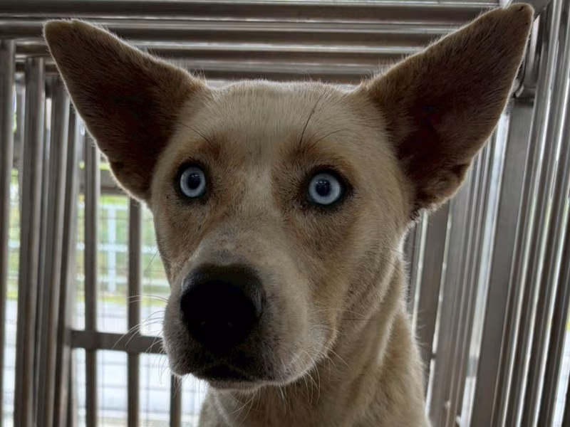 White adult female mixed-breed dog, Medium, shelter no. …3003