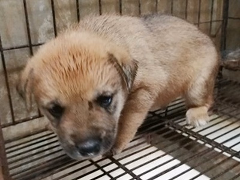 Brown-and-gray young male mixed-breed dog, Medium, shelter no. …0001