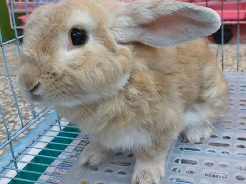 Lapin croisé adulte (fauve), Moyen, refuge n° …1353