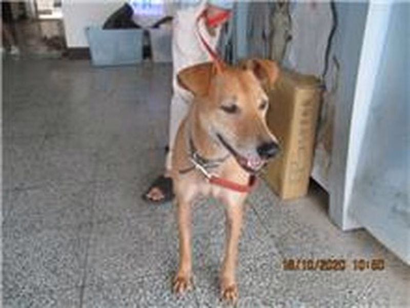 Tan male mixed-breed dog, Medium, shelter no. …8001
