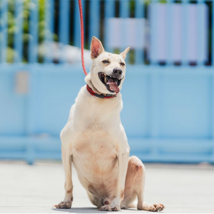White adult male mixed-breed dog, Medium, shelter no. …2002