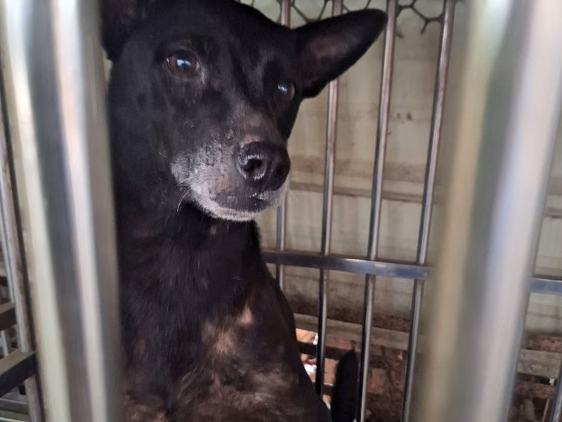 Black adult female mixed-breed dog, Large, shelter no. …045D