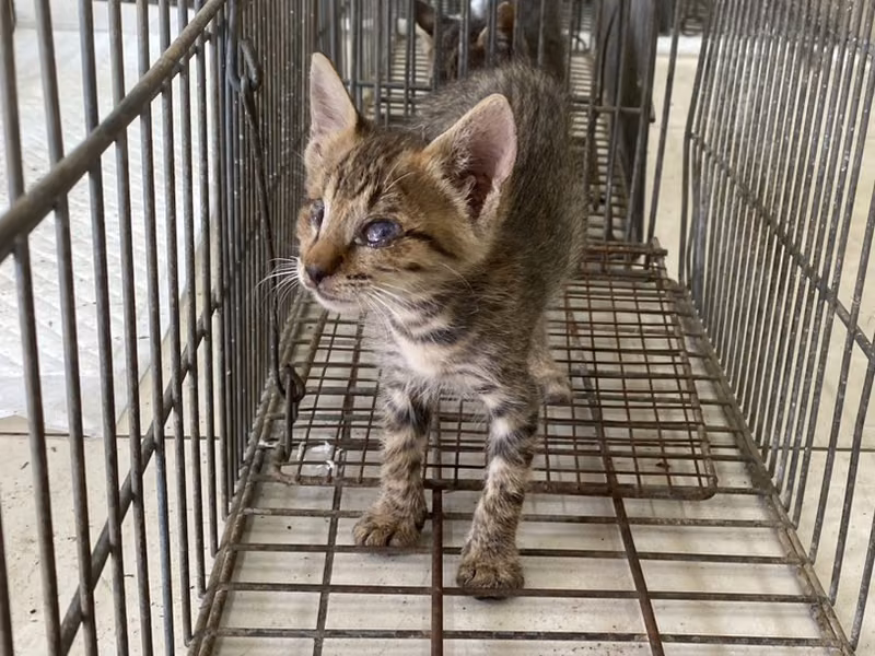 Young male mixed-breed cat, Small, shelter no. …9C08