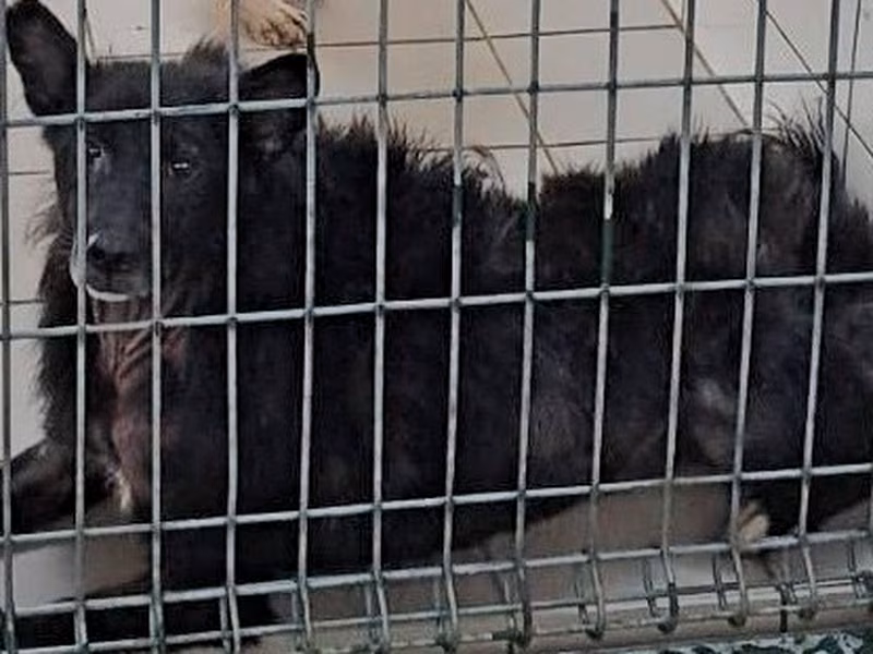 Black adult female mixed-breed dog, Medium, shelter no. …5002