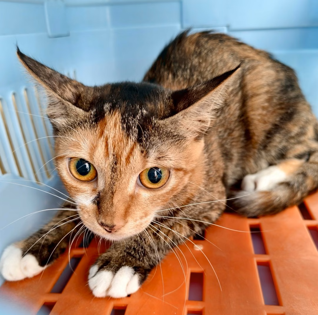Calico adult female mixed-breed cat, Medium, shelter no. …7005