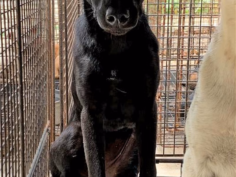 Black adult female mixed-breed dog, Large, shelter no. …7006