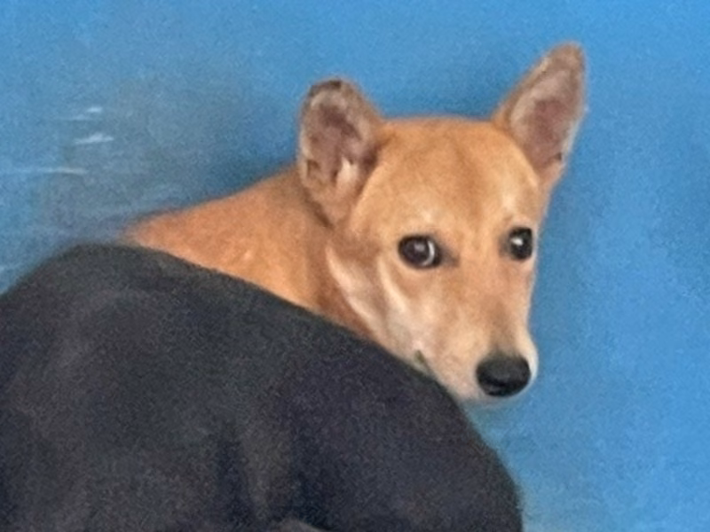 Tan adult female mixed-breed dog, Large, shelter no. …1003
