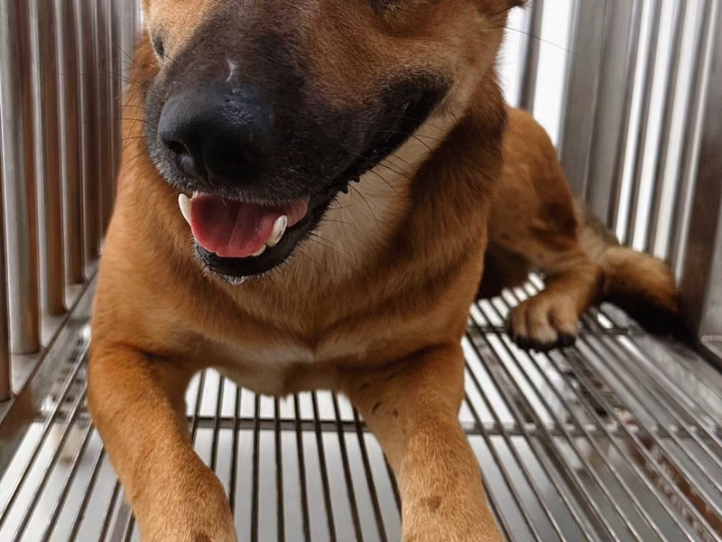 Tan adult male mixed-breed dog, Medium, shelter no. …7001