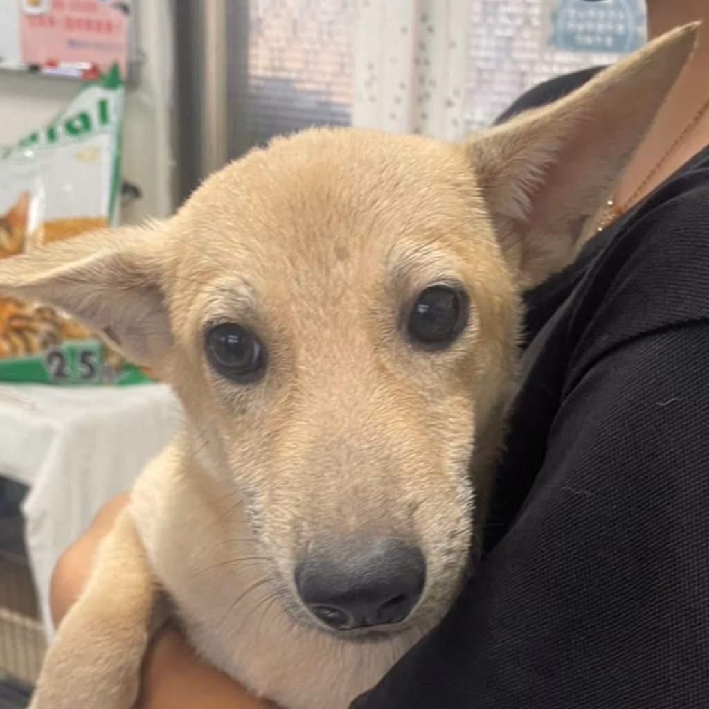 Tan adult female mixed-breed dog, Large, shelter no. …8018
