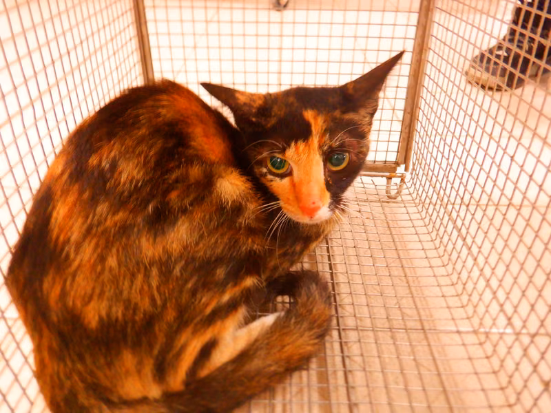 Calico adult female mixed-breed cat, Small, shelter no. …14C6