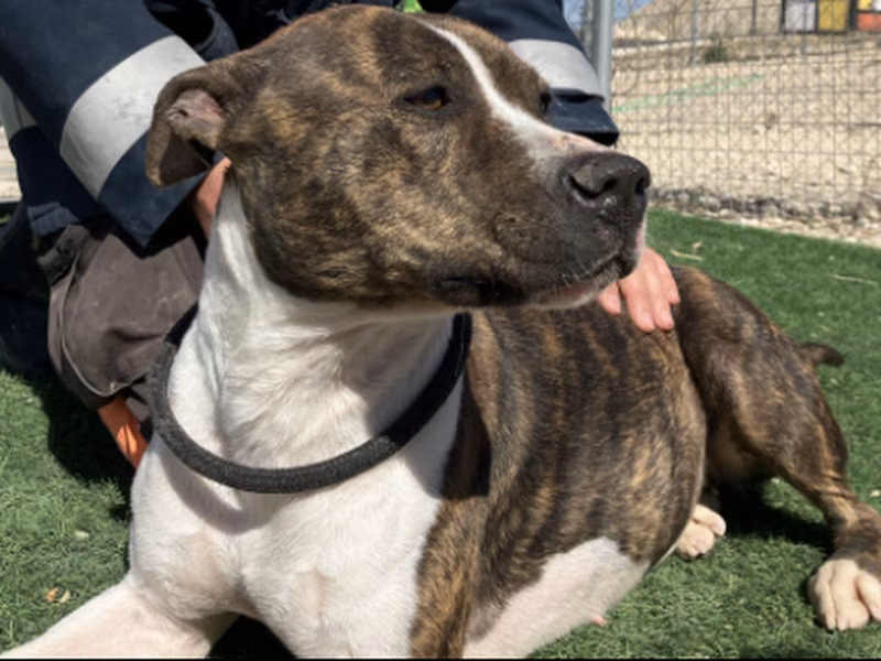 Ali, Adult · Female · Medium · Mixed breed