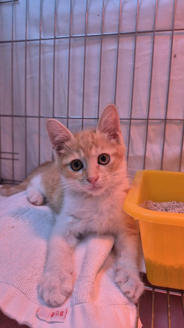 Orange-and-white young male mixed-breed cat, Small, shelter no. …3007