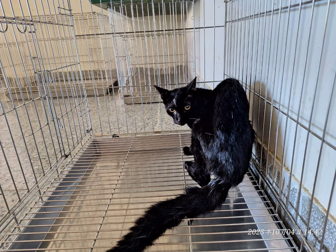 Black adult male mixed-breed cat, Small, shelter no. …4001