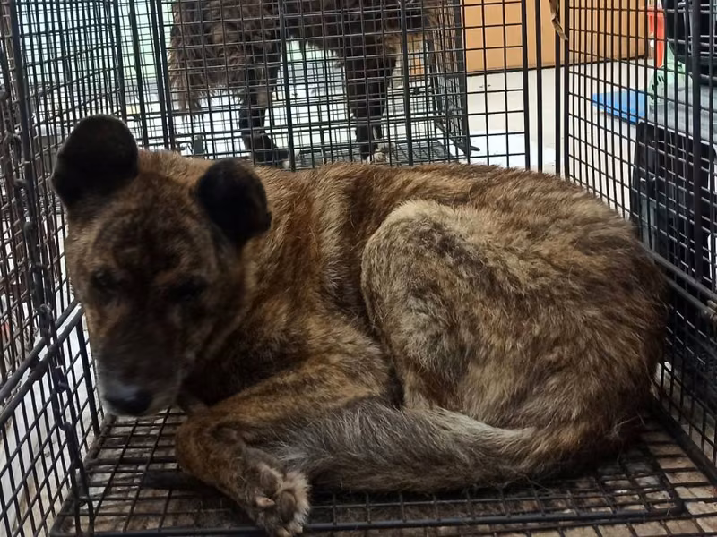Tabby adult female mixed-breed dog, Medium, shelter no. …2D02
