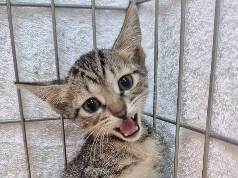 Tabby young female mixed-breed cat, Small, shelter no. …3006