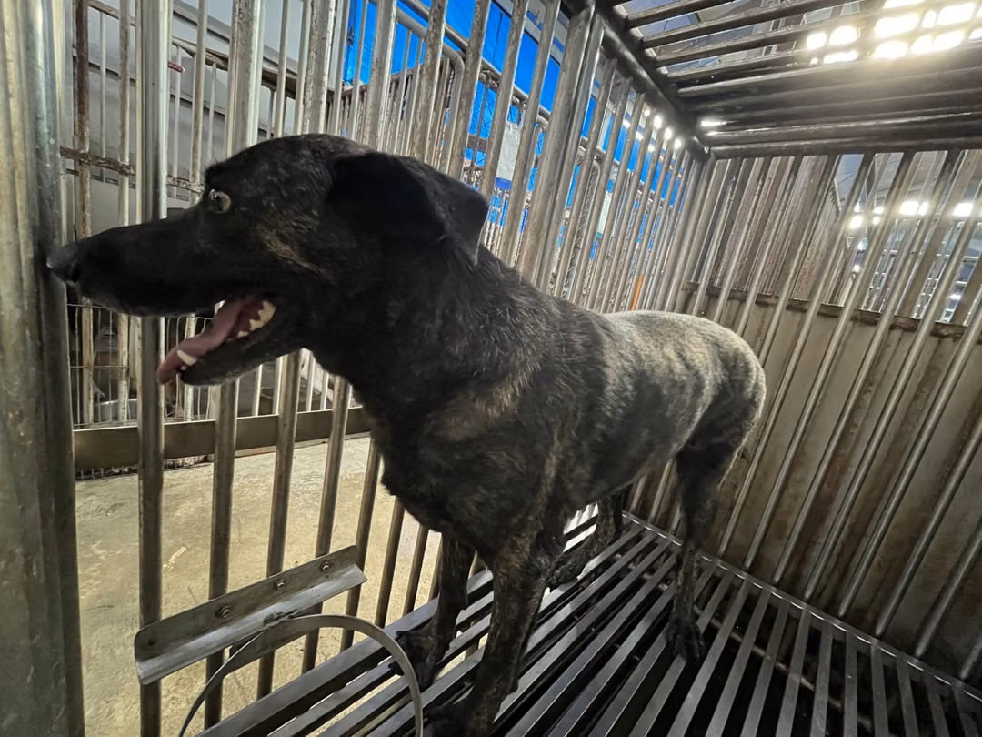 Tabby adult female mixed-breed dog, Medium, shelter no. …4002