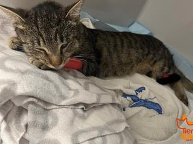 Brown tabby young female European Shorthair, shelter no. …3916