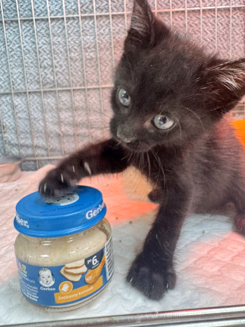 Black young male mixed-breed cat, Small, shelter no. …2001