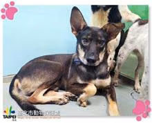 Brown-and-black adult male mixed-breed dog, Medium, shelter no. …2005