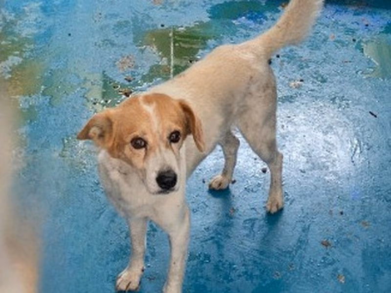 Tan-and-white adult male mixed-breed dog, Large, shelter no. …3011