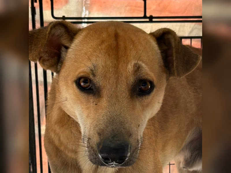 Tan adult male mixed-breed dog, Large, shelter no. …2002