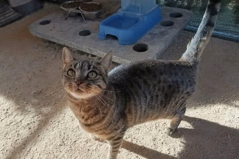 Gala, Adult · Female · European Shorthair
