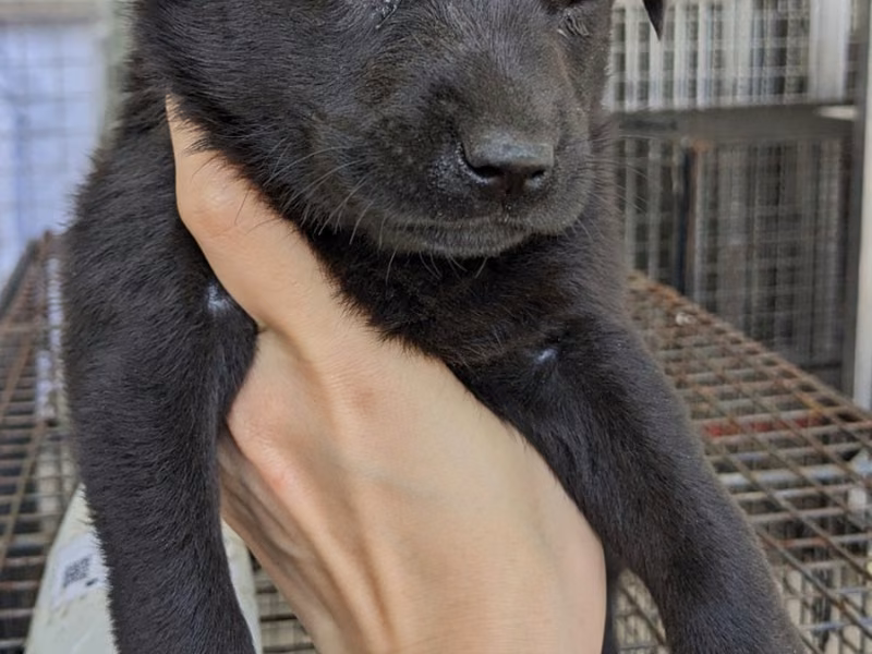 Black young female mixed-breed dog, Medium, shelter no. …7008