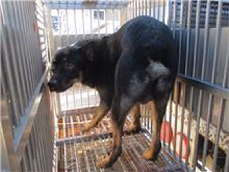 Black adult male mixed-breed dog, Medium, shelter no. …2004