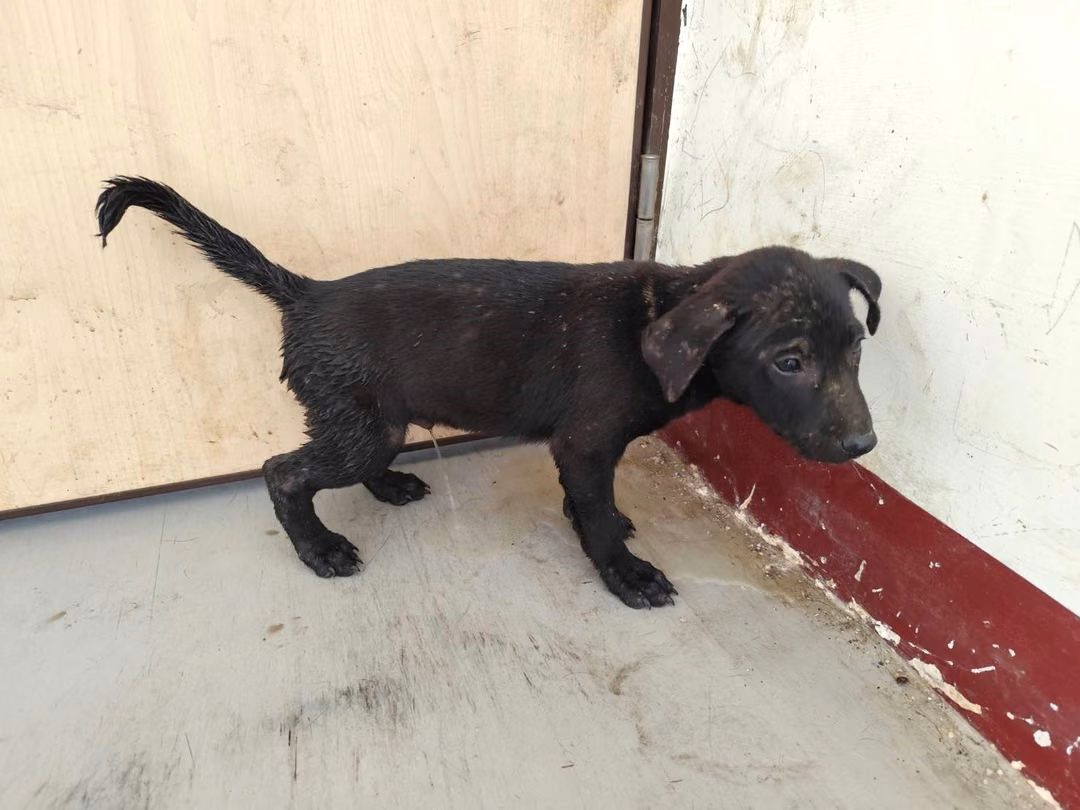 Black young male mixed-breed dog, Small, shelter no. …2601
