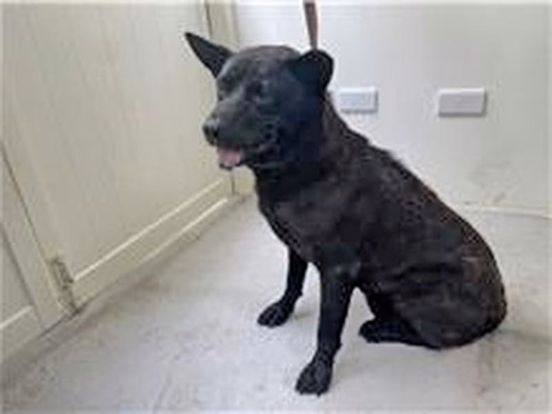 Black adult male mixed-breed dog, Medium, shelter no. …0513