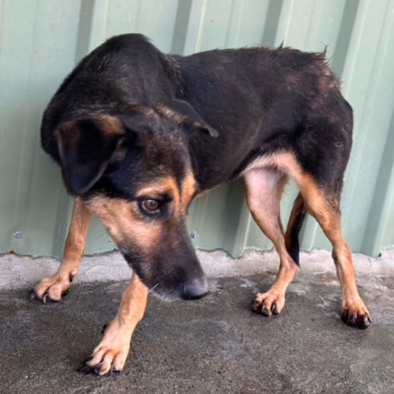 Black-and-tan adult female mixed-breed dog, Large, shelter no. …072D