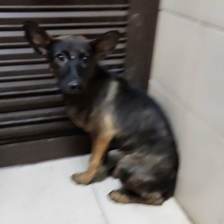 Tabby young female mixed-breed dog, Small, shelter no. …0905