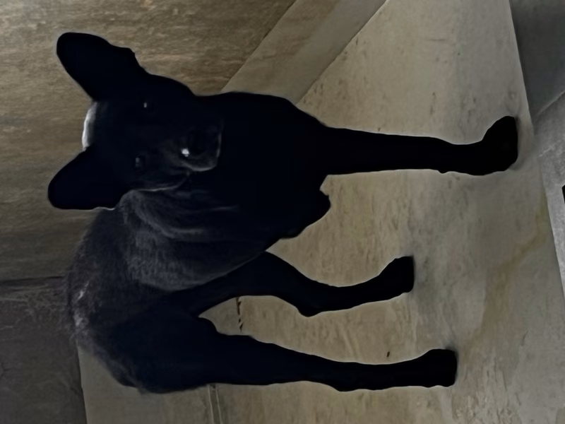 Black adult male mixed-breed dog, Large, shelter no. …1001